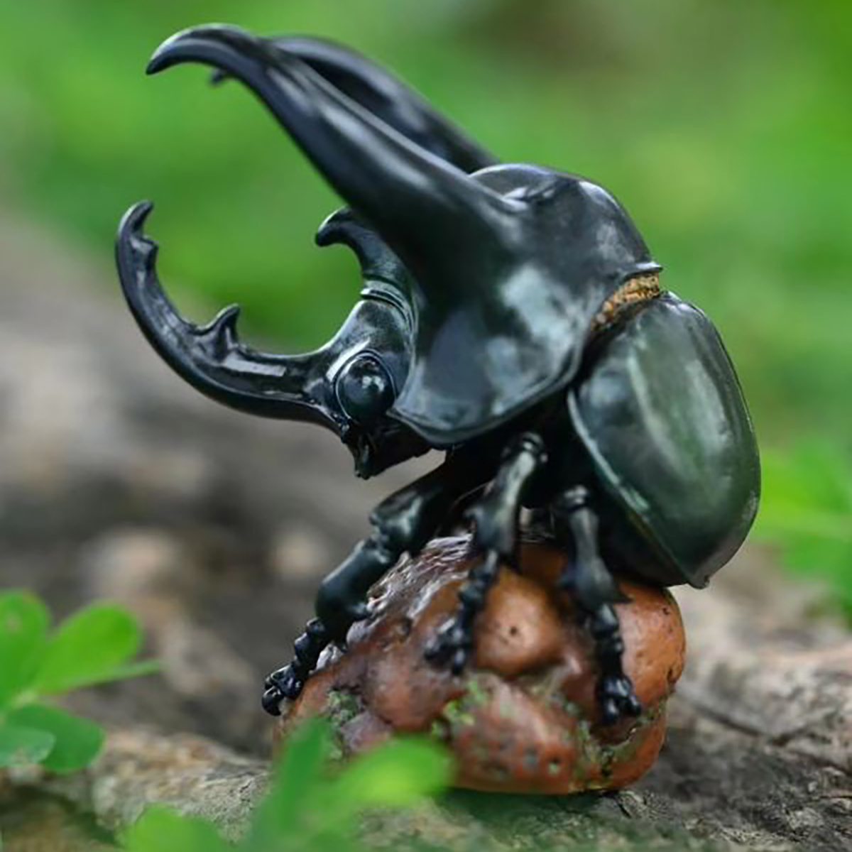 AHB Series 17 / Chalcosoma chiron - Three-horned Rhino Beetle / Insect