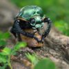 AHB Series 17 / Cheirotonus jansoni - Janson’s Giant Long-Arm Beetle / Insect