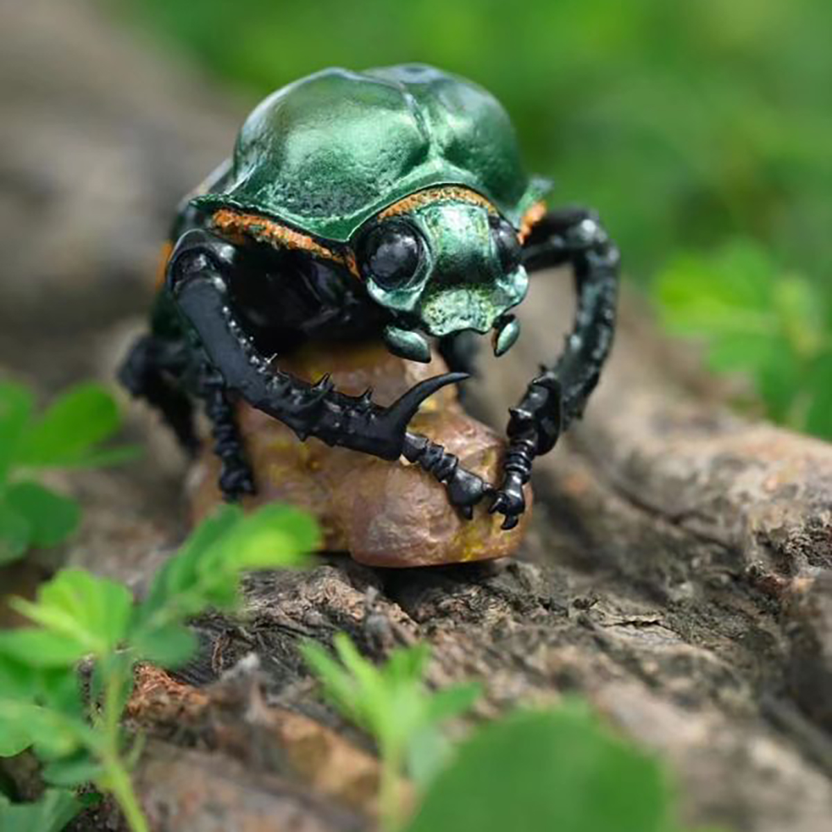 AHB Series 17 / Cheirotonus jansoni - Janson’s Giant Long-Arm Beetle / Insect