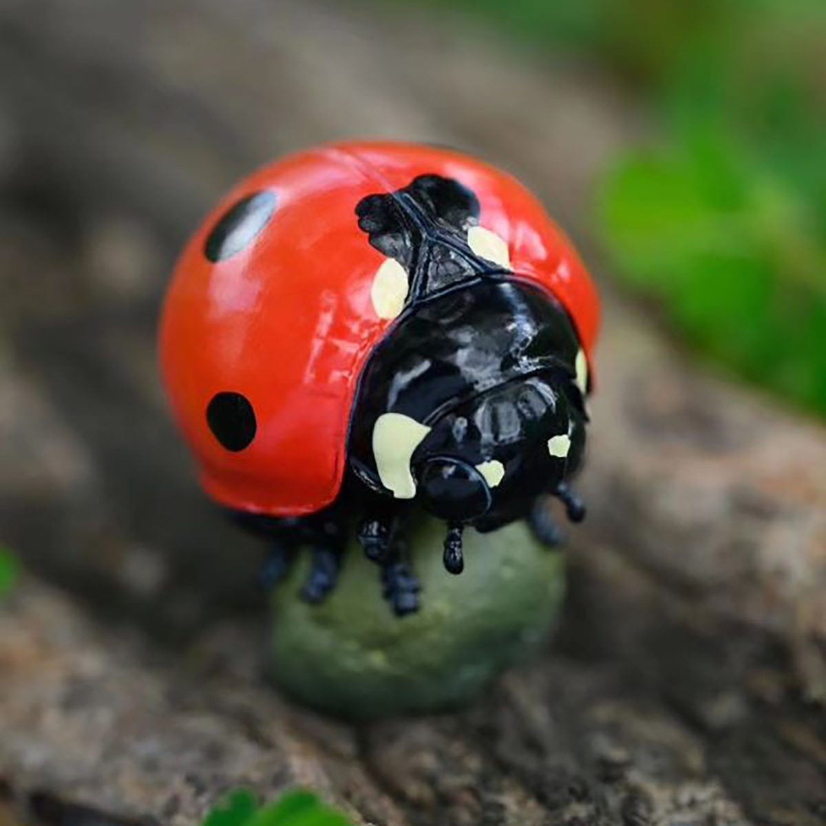 AHB Series 17 / Coccinella septempunctata - Seven-Spot Ladybug / Insect