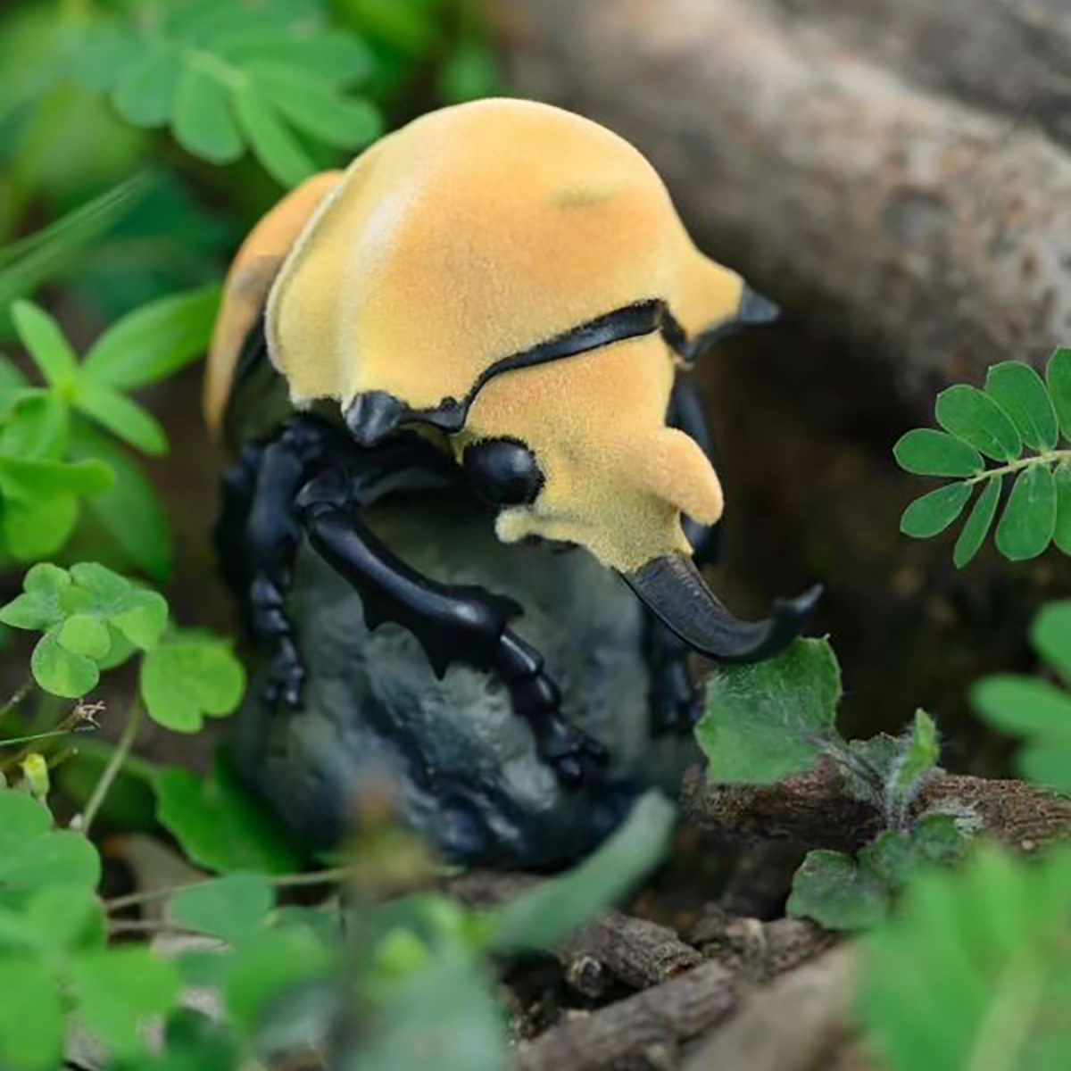 AHB Series 17 / Megasoma elephas - Elephant Beetle / Insect