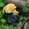 AHB Series 17 / Megasoma elephas - Elephant Beetle / Insect
