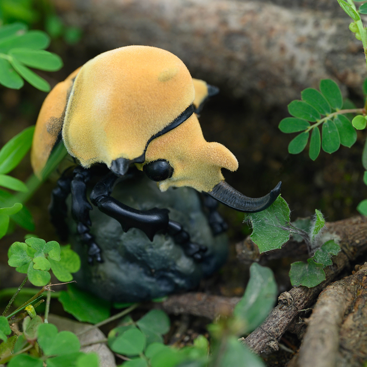 AHB Series 17 / Megasoma elephas - Elephant Beetle / Insect