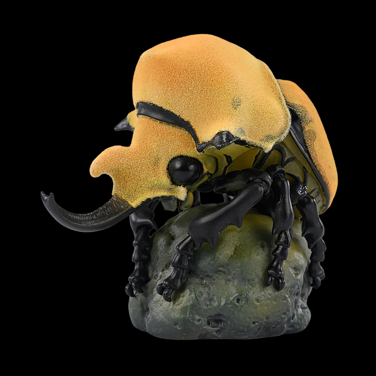 AHB Series 17 / Megasoma elephas - Elephant Beetle / Insect