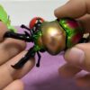 AHB Series 17 / Phalacrognathus mulleri - Rainbow Stag Beetle / Insect