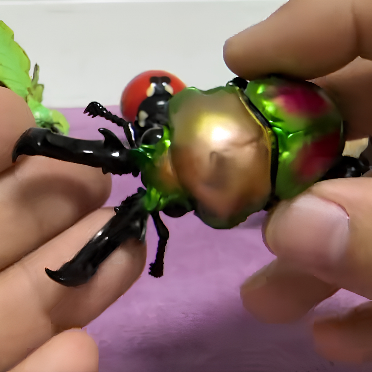 AHB Series 17 / Phalacrognathus mulleri - Rainbow Stag Beetle / Insect