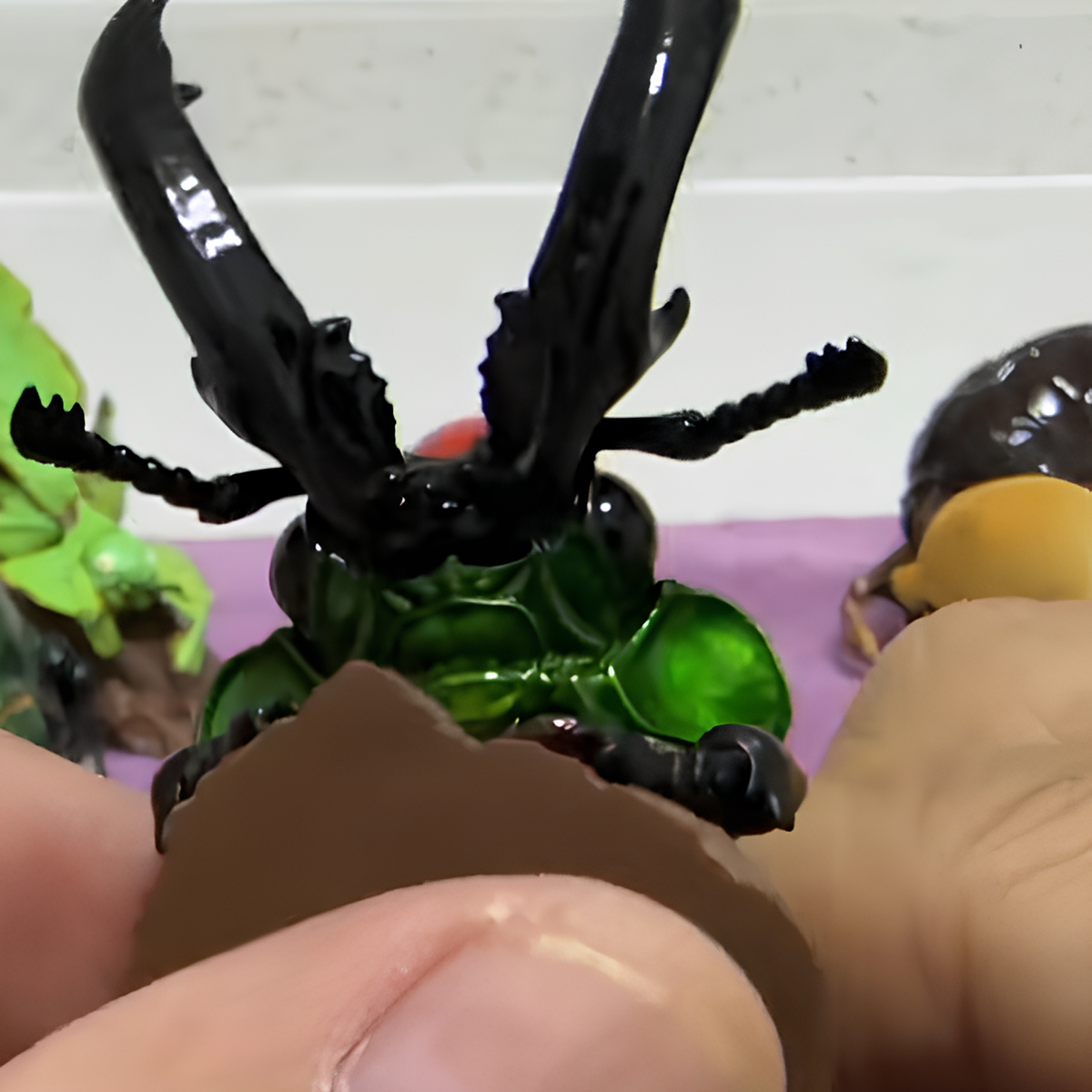 AHB Series 17 / Phalacrognathus mulleri - Rainbow Stag Beetle / Insect