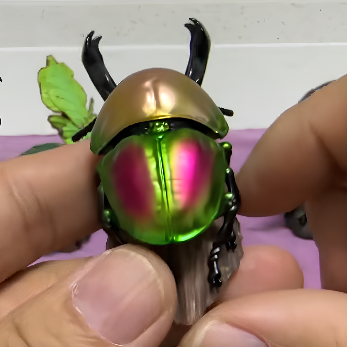 AHB Series 17 / Phalacrognathus mulleri - Rainbow Stag Beetle / Insect