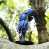 AHB Series 18 / Anodorhynchus hyacinthinus - Hyacinth Macaw / Parrot / Bird