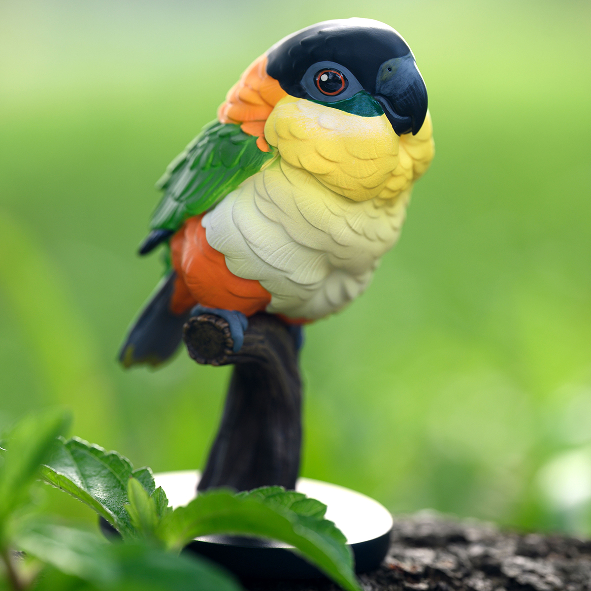 AHB Series 18 / Pionites melanocephalus - Black-headed Caique / Parrot / Bird