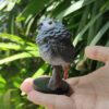 AHB Series 18 / Psittacus erithacus - African Grey Parrot / Bird