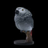 AHB Series 18 / Psittacus erithacus - African Grey Parrot / Bird