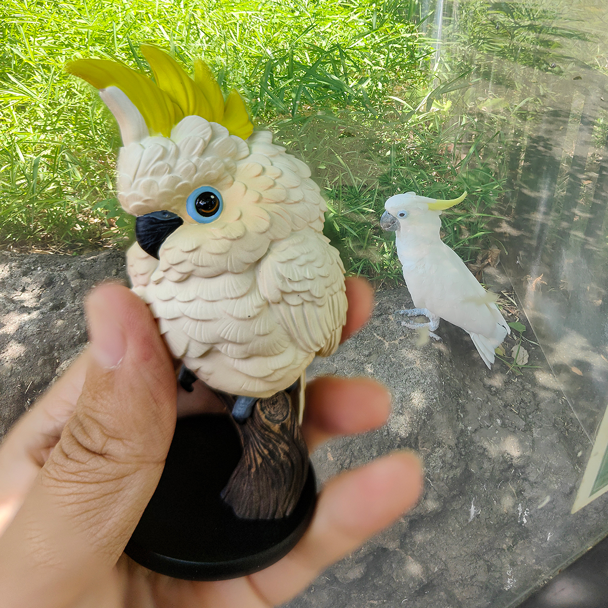 AHB Series 18 / Cacatua galerita - Sulphur-crested Cockatoo / Parrot / Bird