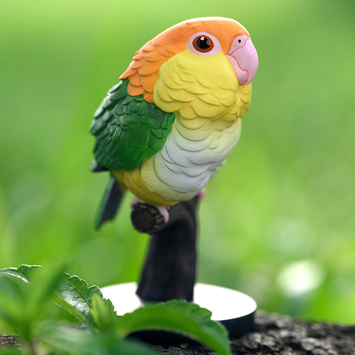 AHB Series 18 / Pionites leucogaster - White-bellied Caique / Parrot / Bird