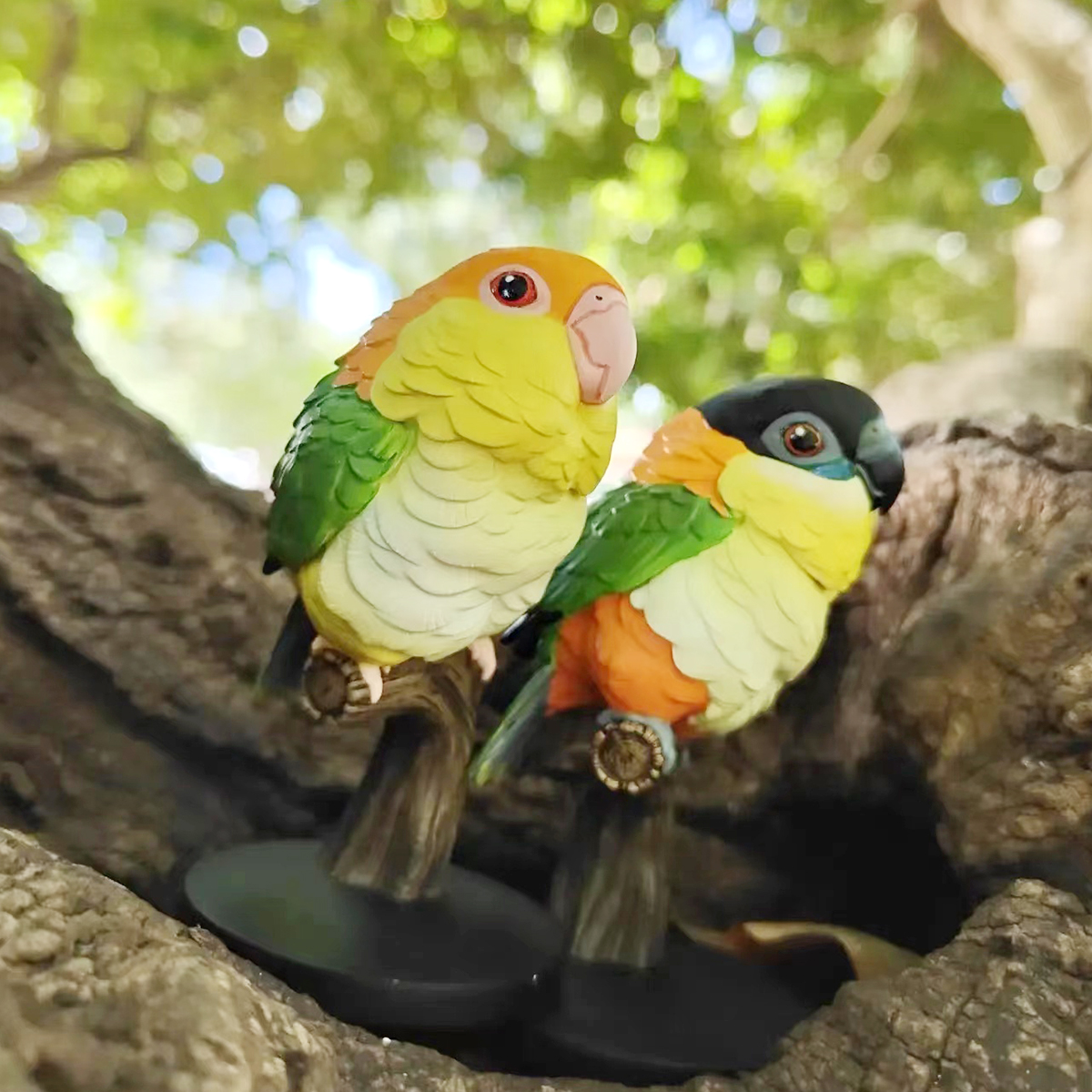 AHB Series 18 / Pionites melanocephalus - Black-headed Caique / Parrot / Bird