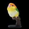AHB Series 18 / Pionites leucogaster - White-bellied Caique / Parrot / Bird