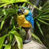 AHB Series 18 / Ara ararauna - Blue-and-yellow Macaw / Parrot / Bird