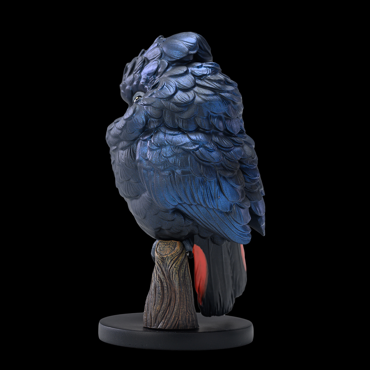 AHB Series 18 / Calyptorhynchus banksii - Red-tailed Black Cockatoo / Parrot / Bird