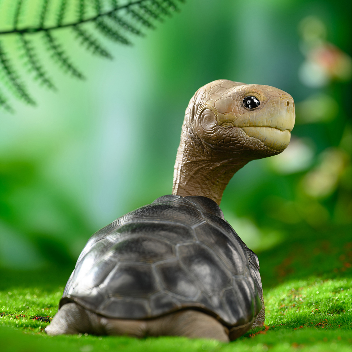 AHB Series PLUS - Let's Party / Chelonoidis abingdonii Tortoise / Turtle