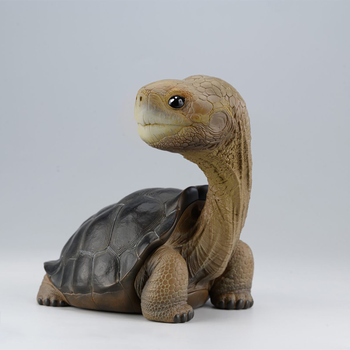 AHB Series PLUS - Let's Party / Chelonoidis abingdonii Tortoise / Turtle