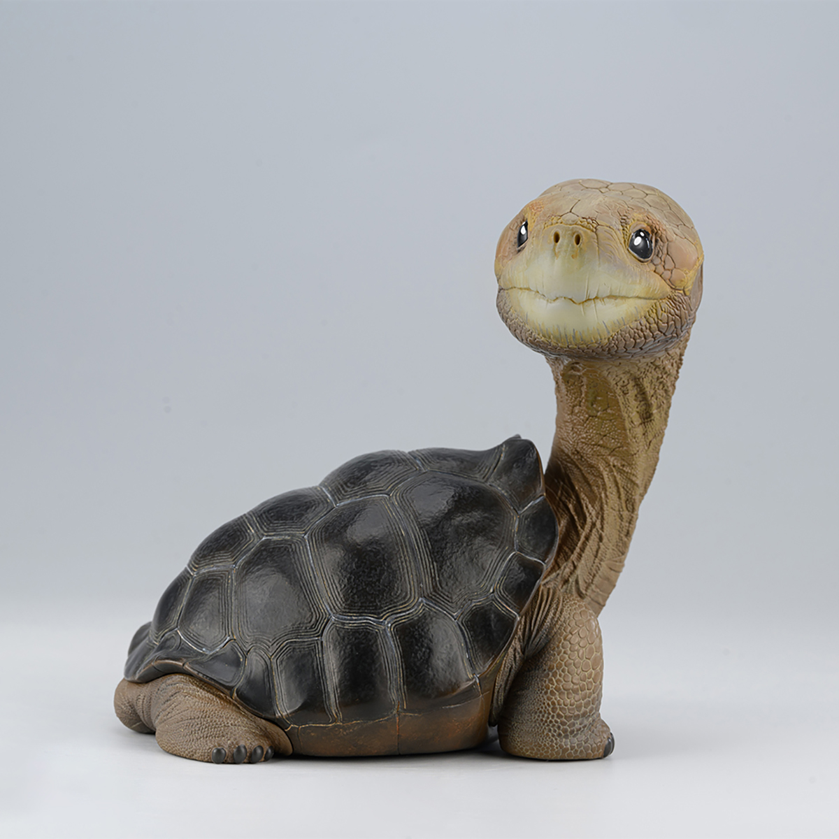AHB Series PLUS - Let's Party / Chelonoidis abingdonii Tortoise / Turtle