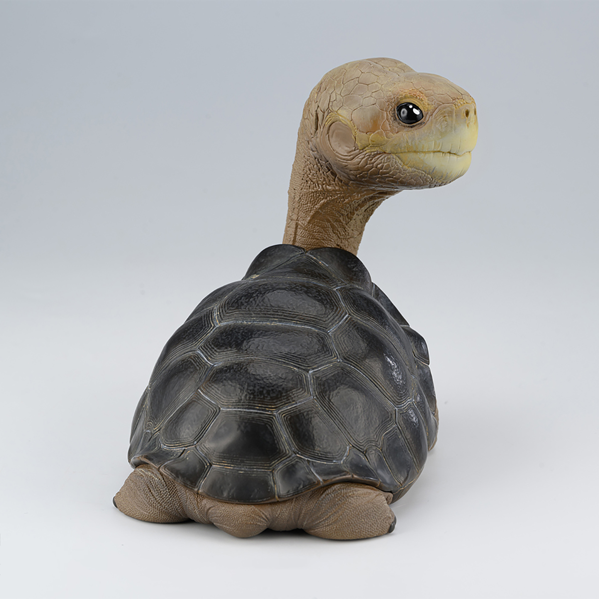 AHB Series PLUS - Let's Party / Chelonoidis abingdonii Tortoise / Turtle