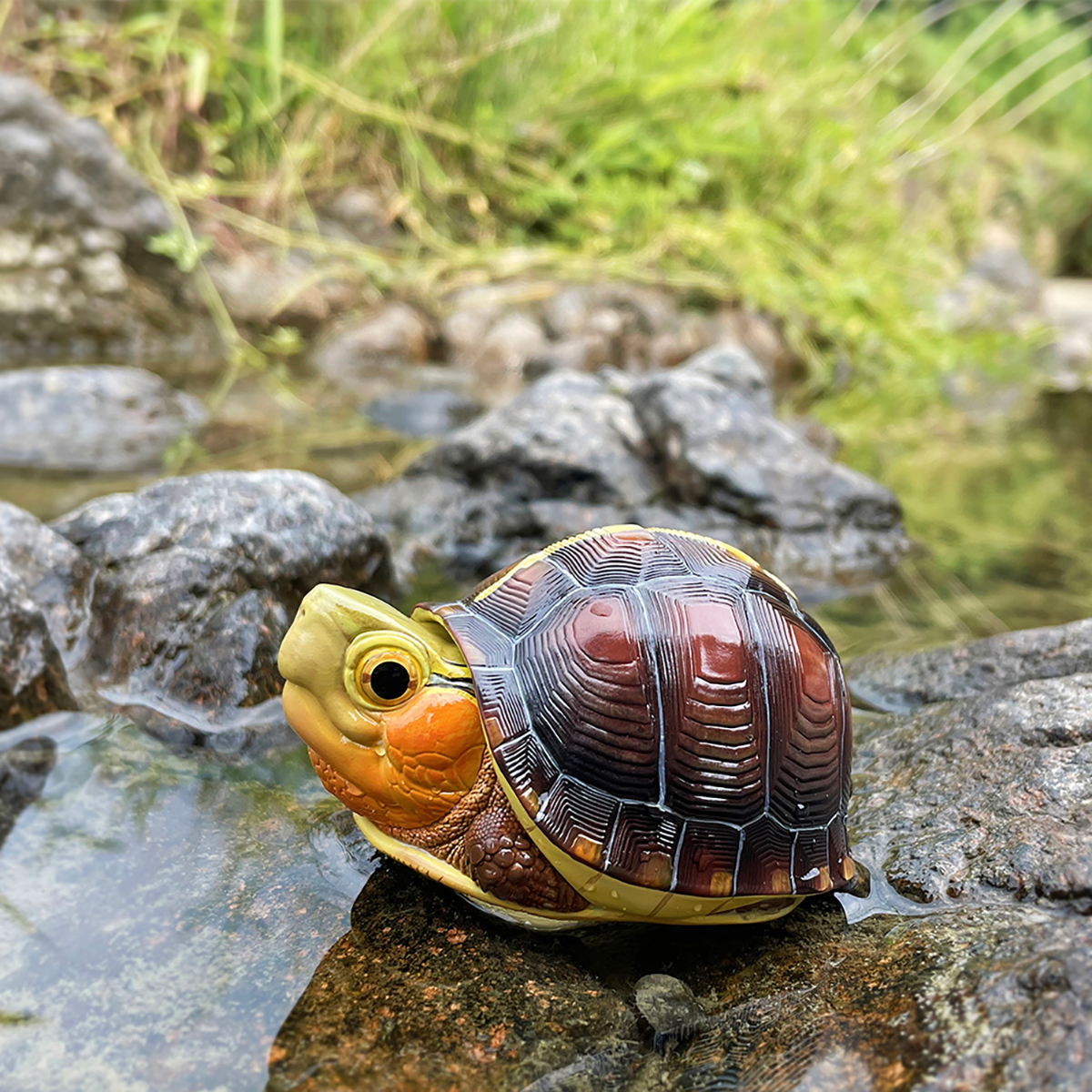 AHB Series 19 / Cuora flavomarginata – China - Chinese Box Turtle / Turtle