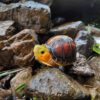 AHB Series 19 / Cuora flavomarginata – China - Chinese Box Turtle / Turtle