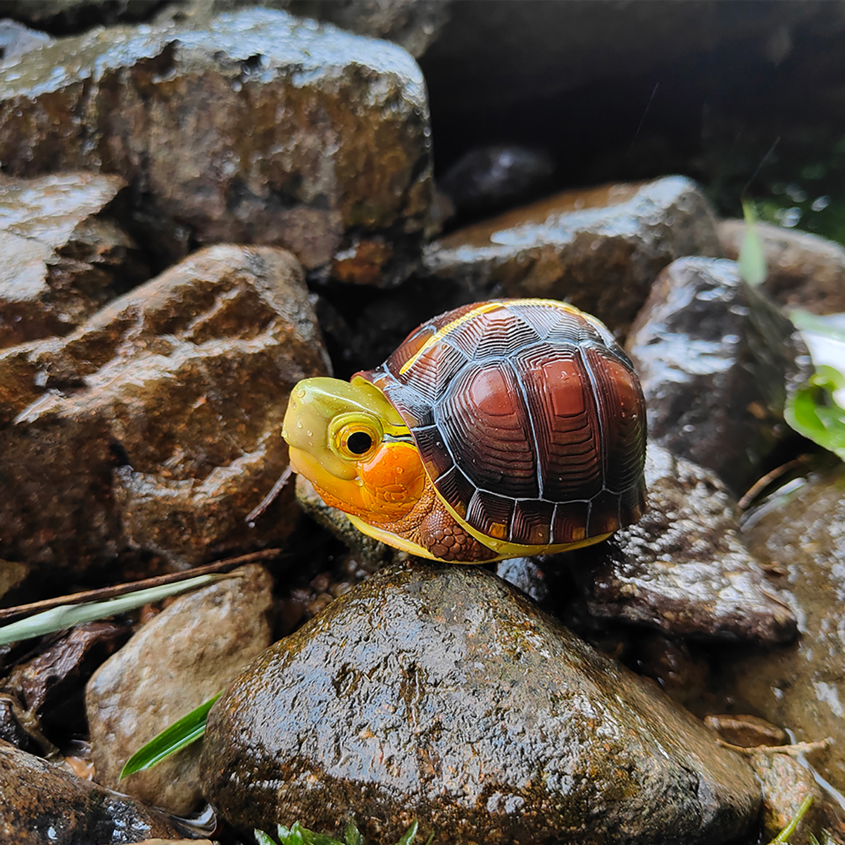 AHB Series 19 / Cuora flavomarginata – China - Chinese Box Turtle / Turtle