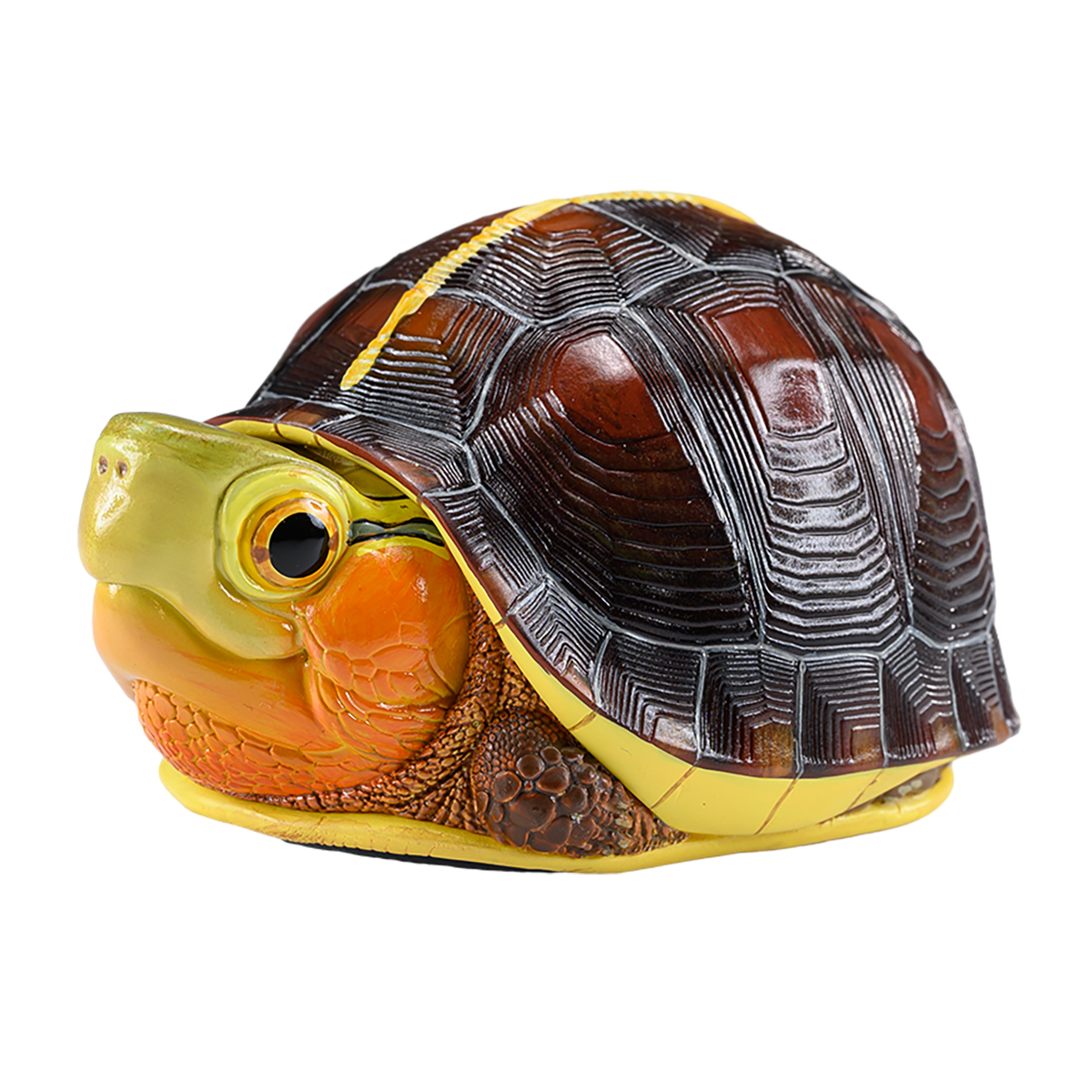AHB Series 19 / Cuora flavomarginata – China - Chinese Box Turtle / Turtle
