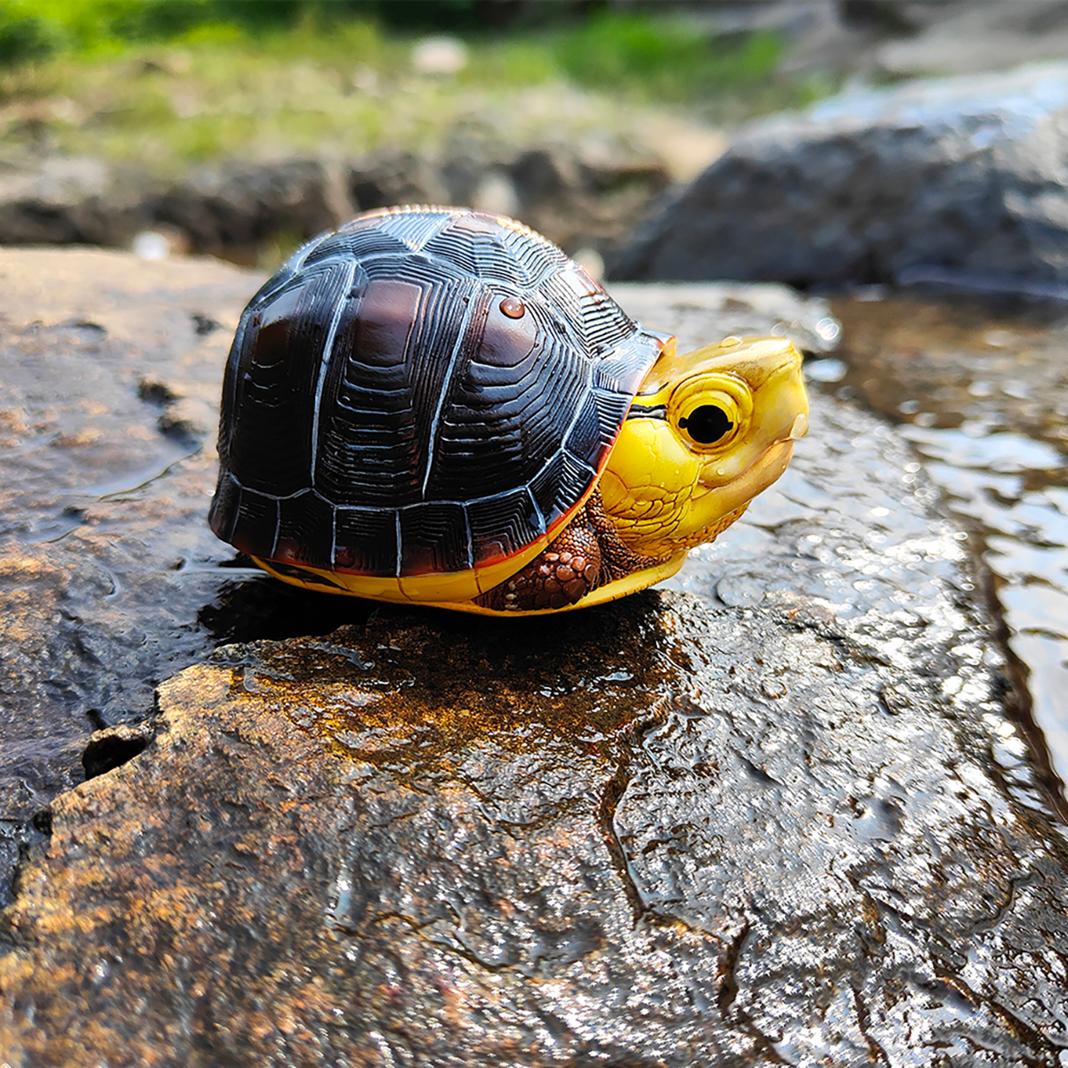 AHB Series 19 / Cuora flavomarginata – Taiwan - Chinese Box Turtle ...