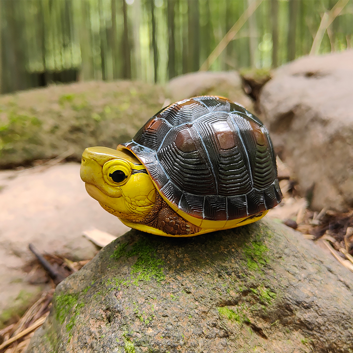 AHB Series 19 / Cuora flavomarginata – Taiwan - Chinese Box Turtle / Turtle