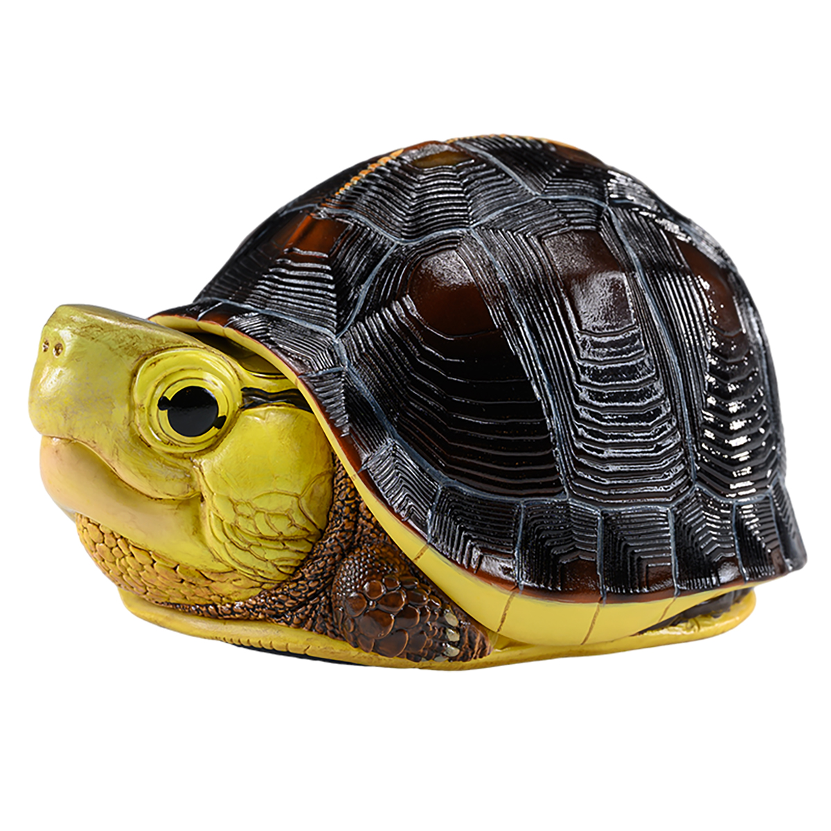 AHB Series 19 / Cuora flavomarginata – Taiwan - Chinese Box Turtle / Turtle