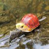 AHB Series 19 / Cuora mccordi - McCord’s Box Turtle / Turtle