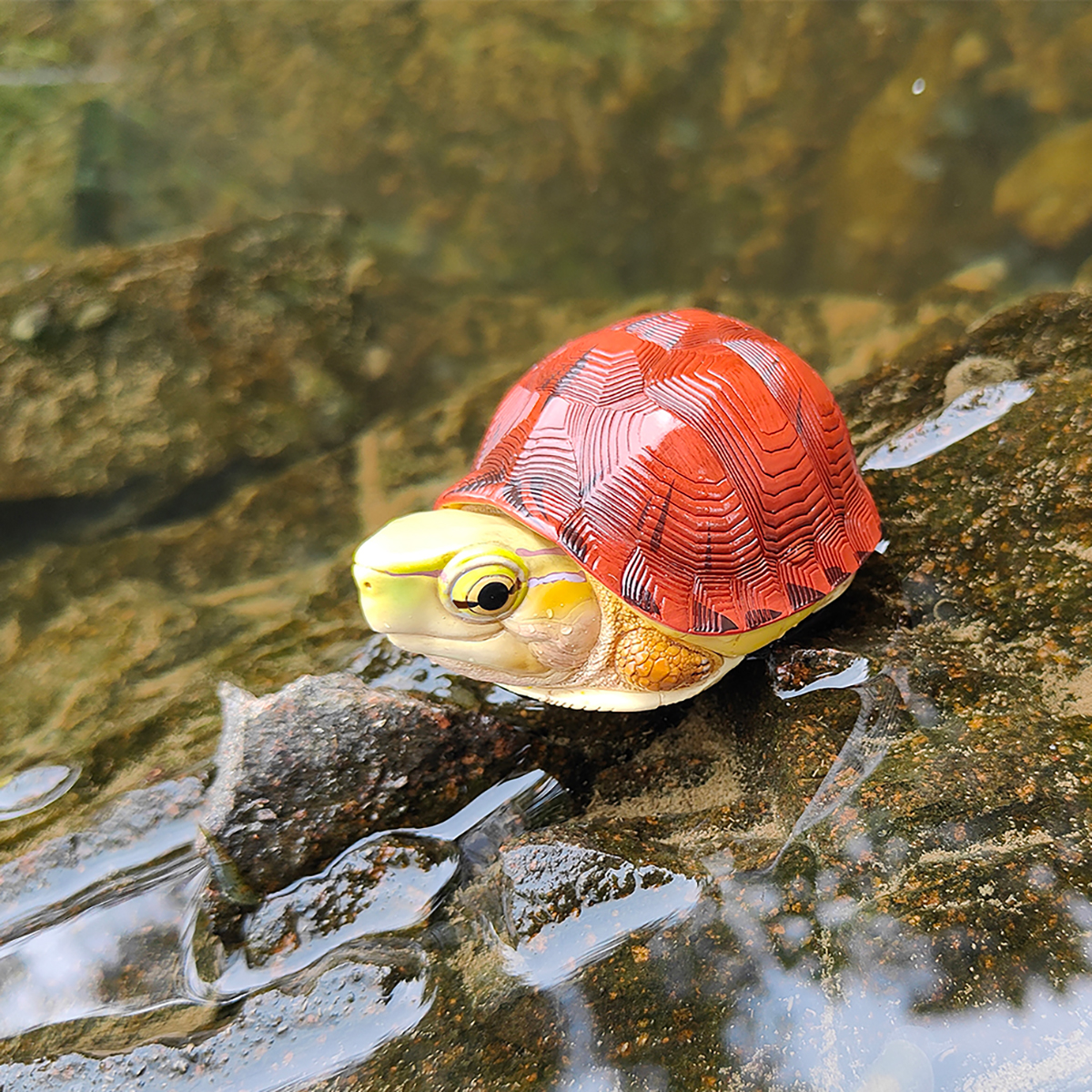 AHB Series 19 / Cuora mccordi - McCord’s Box Turtle / Turtle