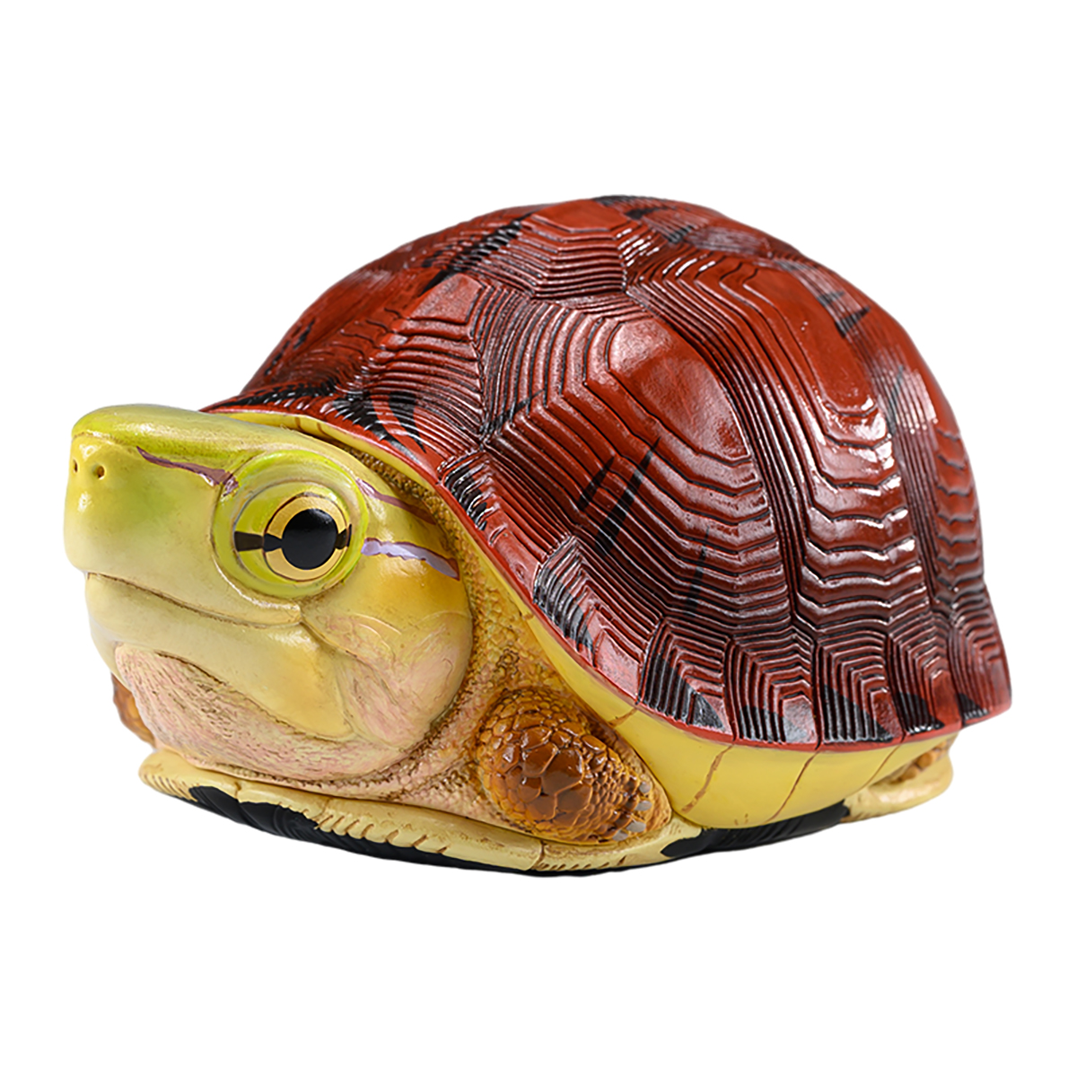 AHB Series 19 / Cuora mccordi - McCord’s Box Turtle / Turtle