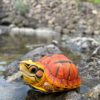 AHB Series 19 / Cuora trifasciata - Chinese Three-striped Box Turtle / Turtle