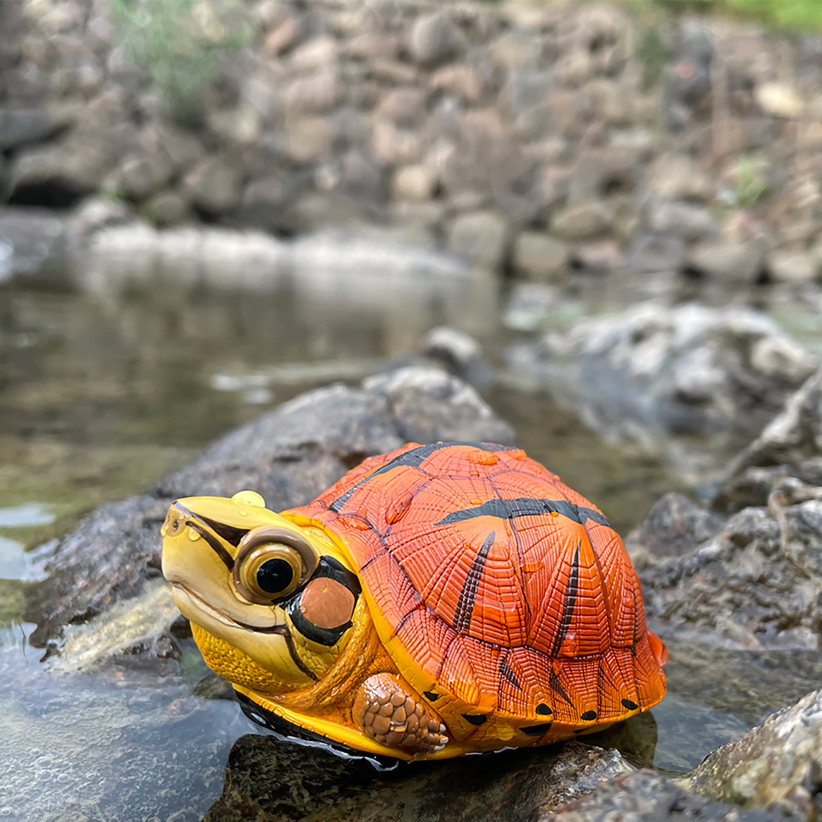 AHB Series 19 / Cuora trifasciata - Chinese Three-striped Box Turtle / Turtle
