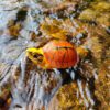 AHB Series 19 / Cuora trifasciata - Chinese Three-striped Box Turtle / Turtle