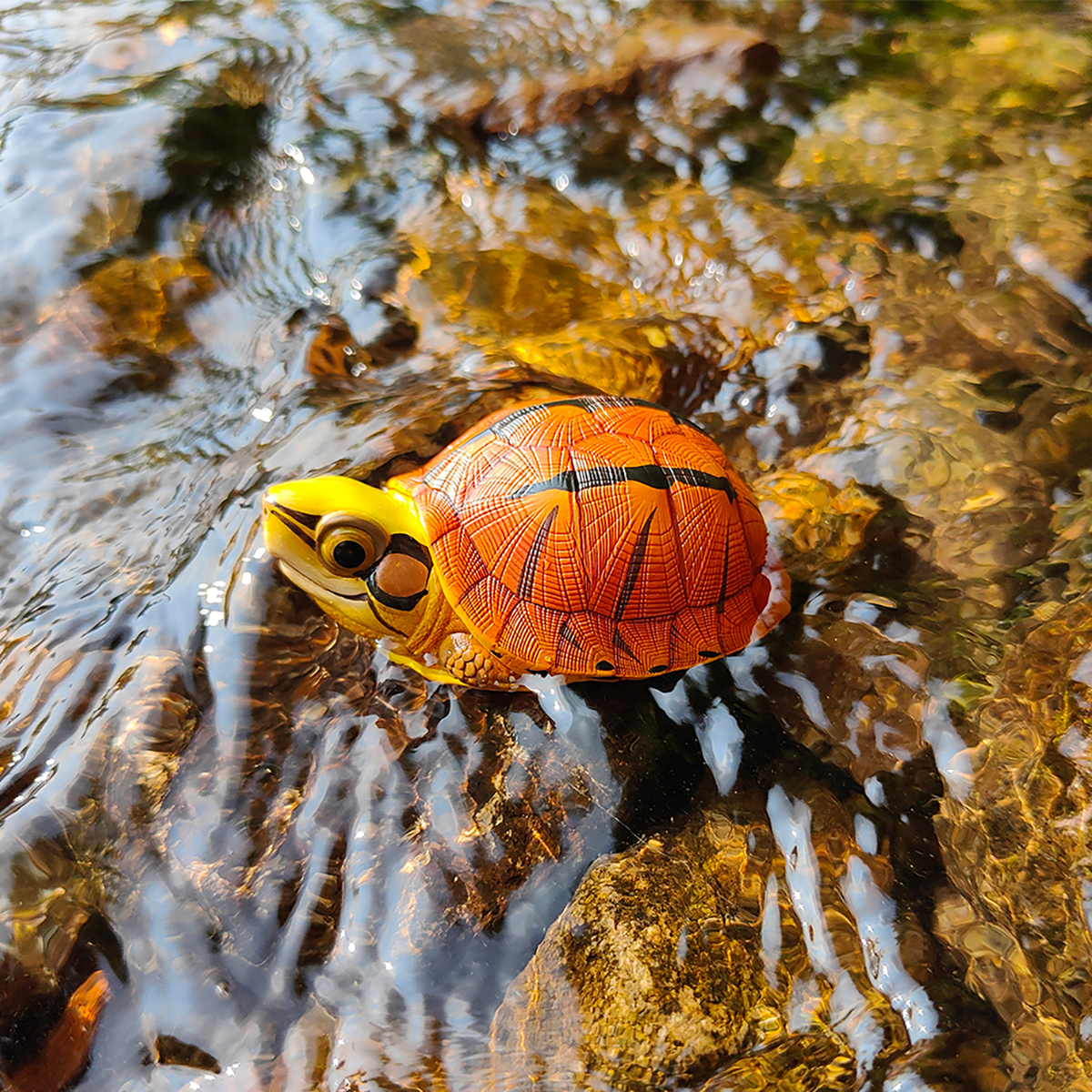 AHB Series 19 / Cuora trifasciata - Chinese Three-striped Box Turtle / Turtle