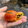 AHB Series 19 / Cuora trifasciata - Chinese Three-striped Box Turtle / Turtle