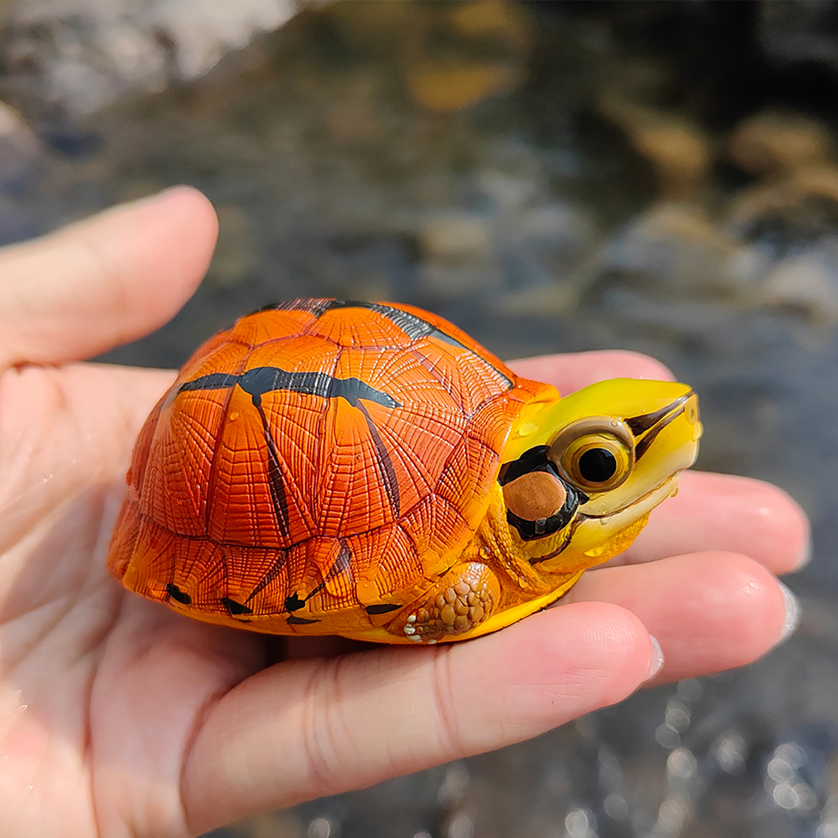 AHB Series 19 / Cuora trifasciata - Chinese Three-striped Box Turtle / Turtle