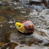 AHB Series 19 / Cuora aurocapitata - Golden-headed Box Turtle / Turtle