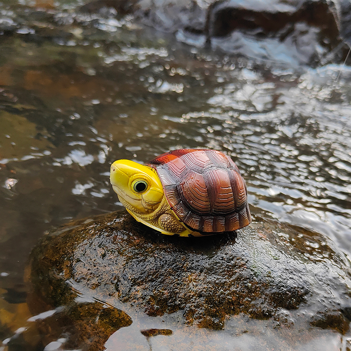 AHB Series 19 / Cuora aurocapitata - Golden-headed Box Turtle / Turtle