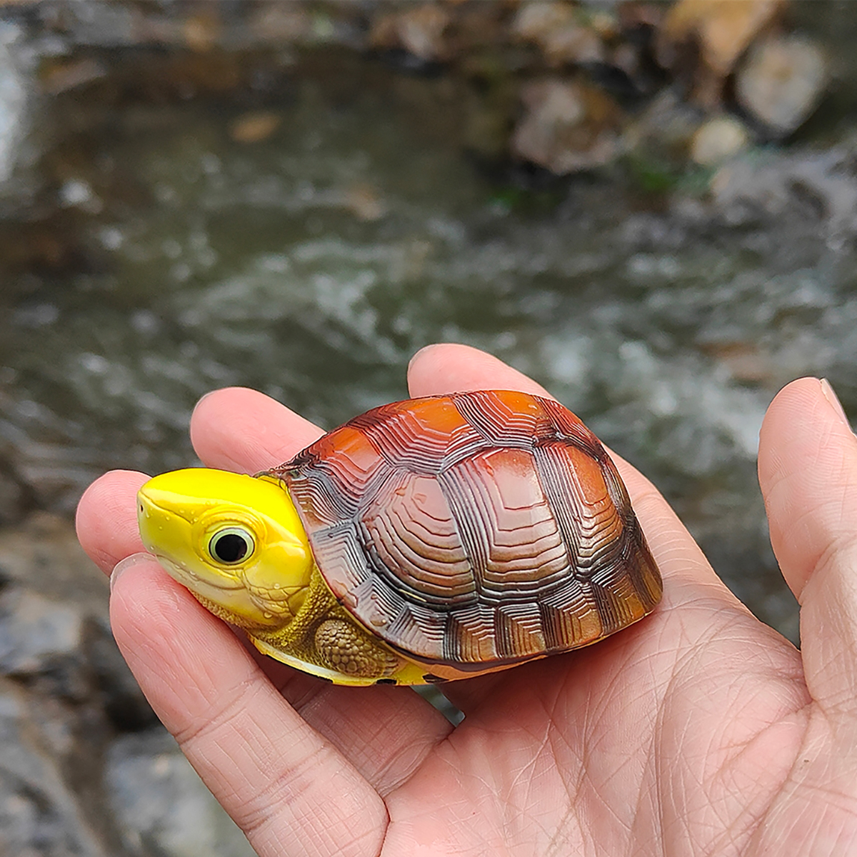 AHB Series 19 / Cuora aurocapitata - Golden-headed Box Turtle / Turtle