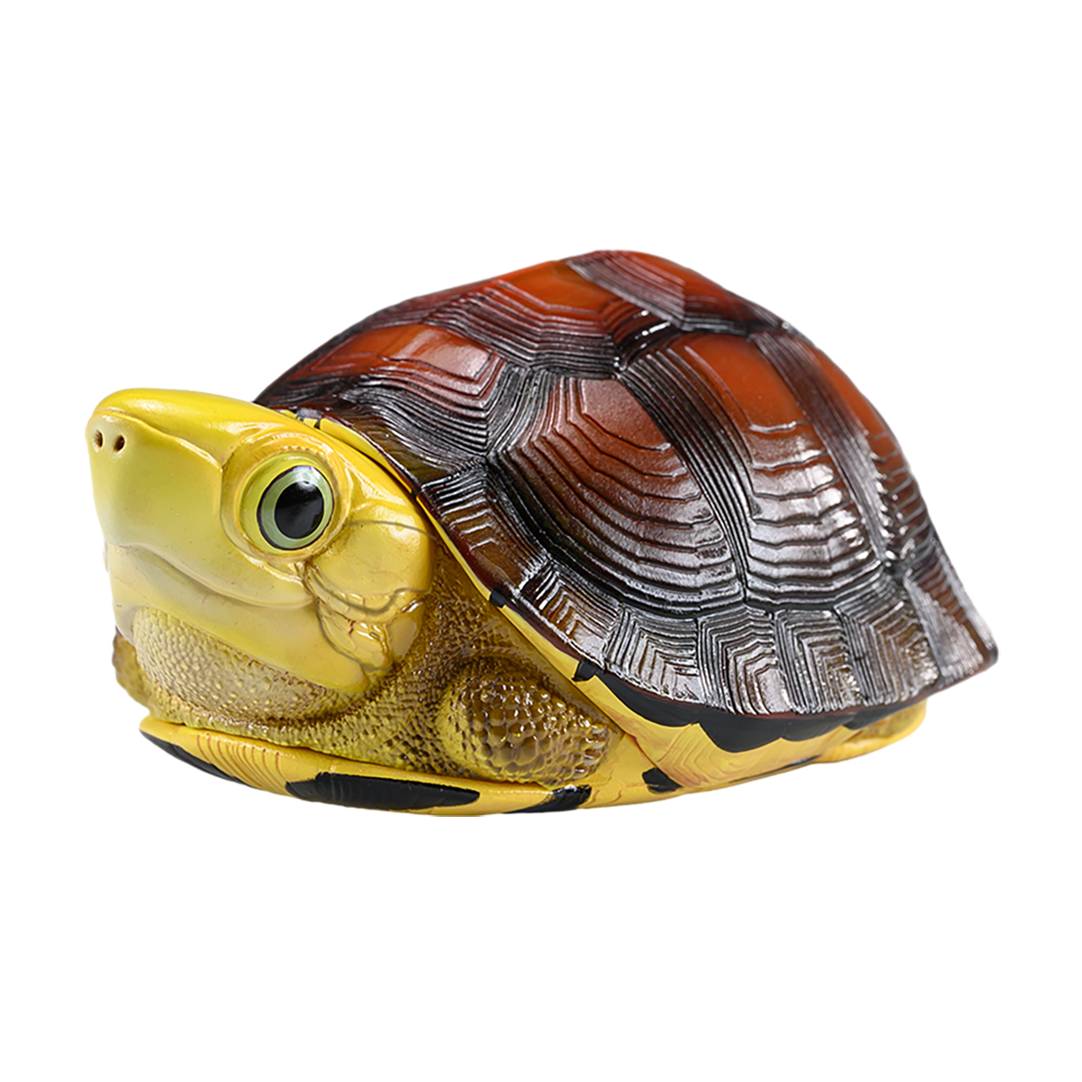 AHB Series 19 / Cuora aurocapitata - Golden-headed Box Turtle / Turtle