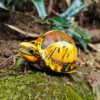 AHB Series 19 / Cuora galbinifrons - Indochinese Box Turtle / Turtle