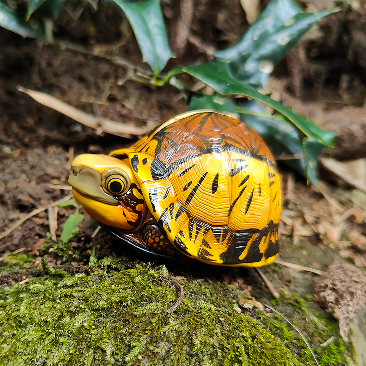 AHB Series 19 / Cuora galbinifrons - Indochinese Box Turtle / Turtle