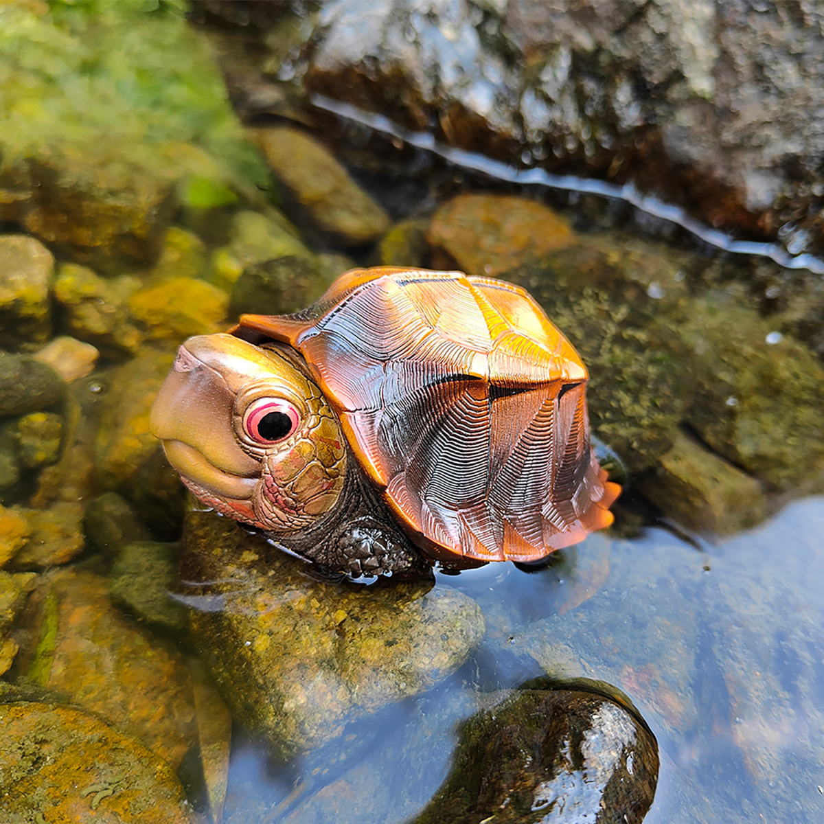 AHB Series 19 / Cuora mouhotii - Jagged-shelled Turtle / Turtle