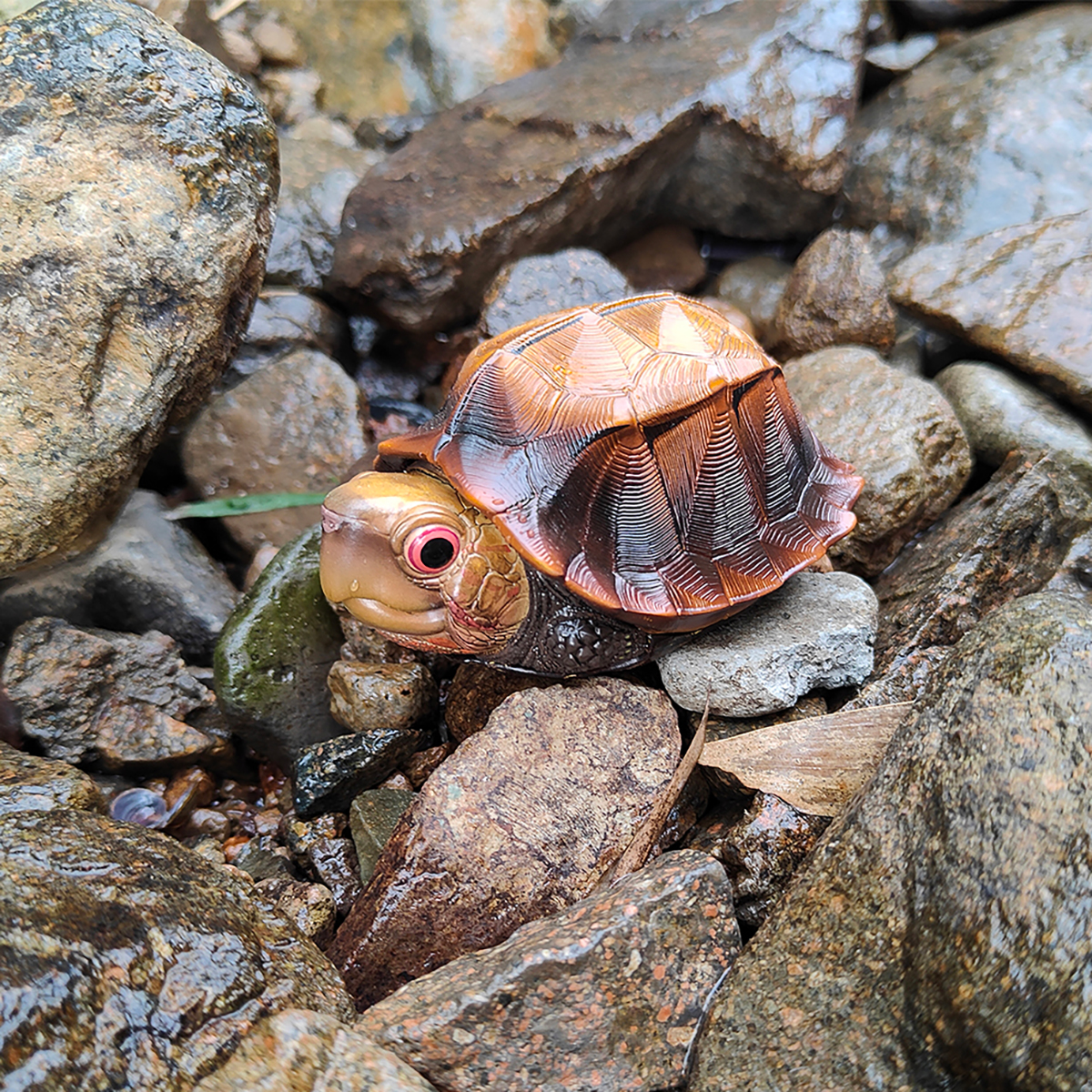 AHB Series 19 / Cuora mouhotii - Jagged-shelled Turtle / Turtle